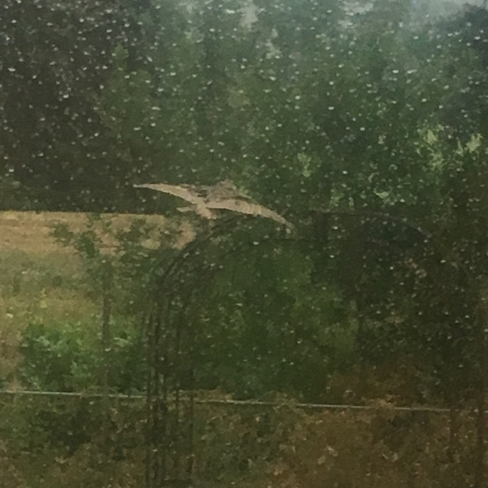 Meet your Posher, Nancy